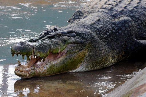 Buaya ini Dinamakan Lolong setelah salah satu penjerat yang meninggal karena serangan jantung pada malam tangkapannya, binatang itu kini diyakini sebagai buaya terbesar di penangkaran.